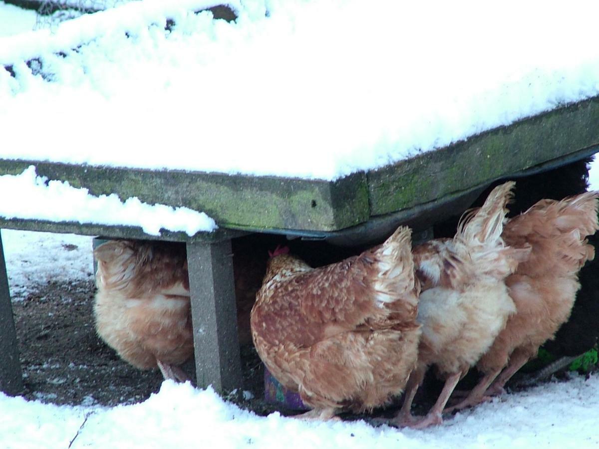 Homer Farm Marytavy ภายนอก รูปภาพ